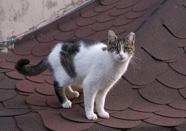 Kohlenhydratarme Ernährung: Auswirkungen auf die Ausdauerleistungen von Sportlern